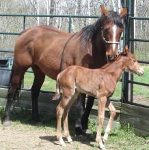 Horse program - Programme de chevaux